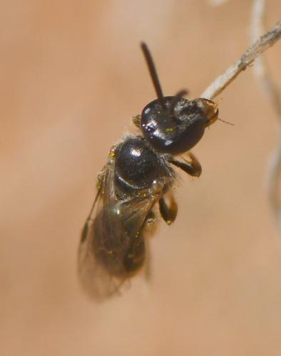 Lasioglossum sp.